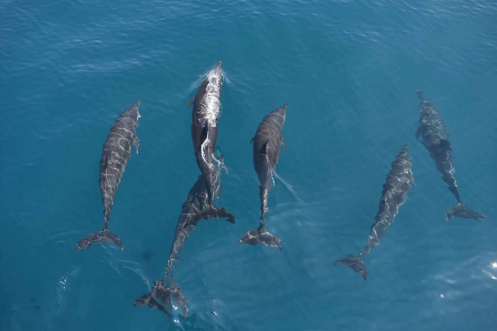 Dolphin watching Manuel Antonio Costa Rica — spinner dolphins Sea Quest catamaran cruise