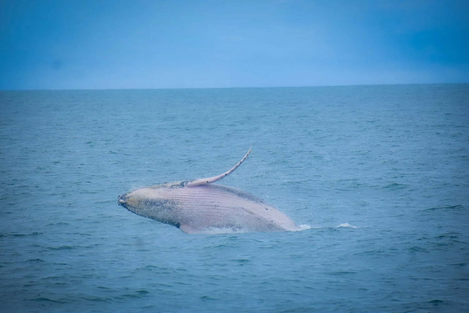 Whale watching Manuel Antonio Costa Rica — humpback whales Sea Quest catamaran Quepos