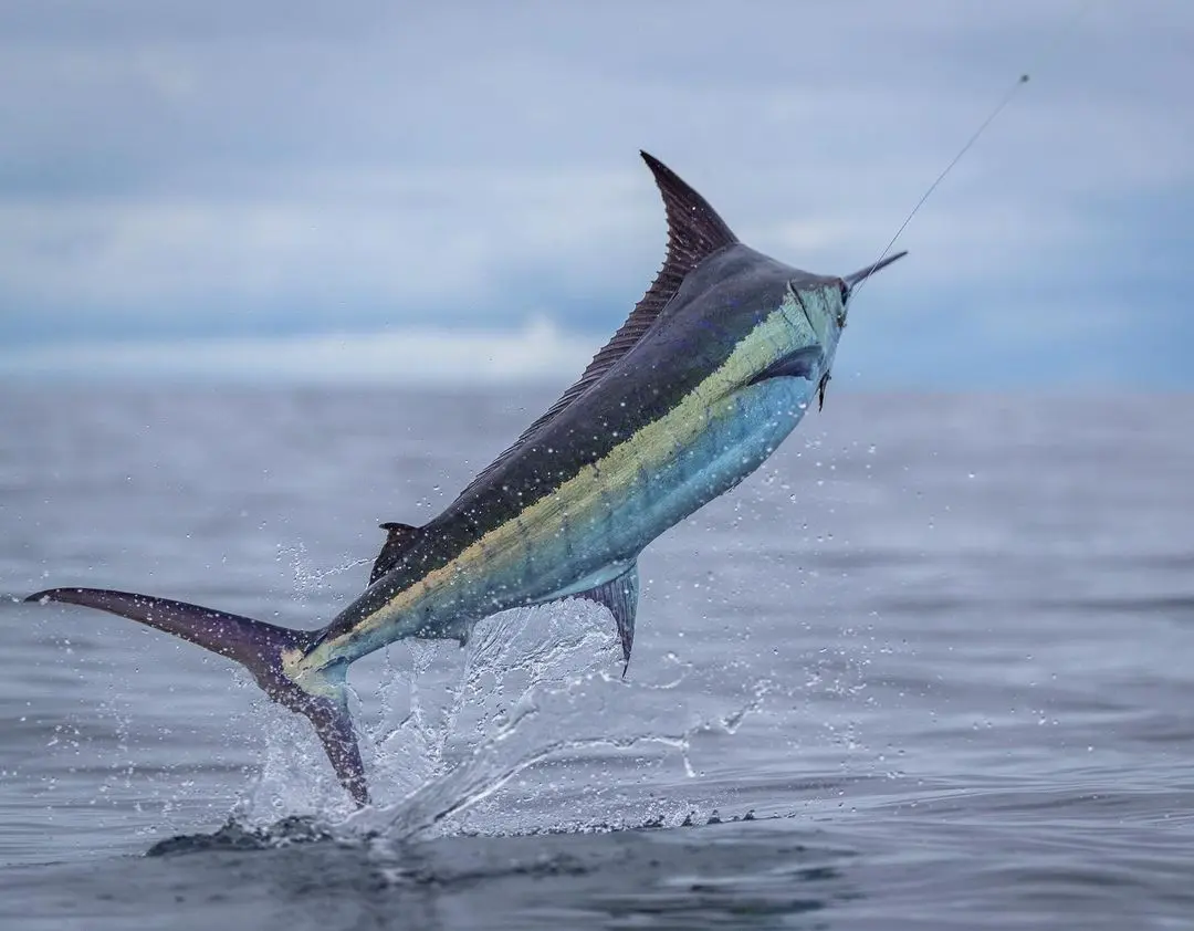 Sailfish caught on a sport fishing charter out of Marina Pez Vela, Quepos